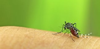 10 Remedies for mosquito bites