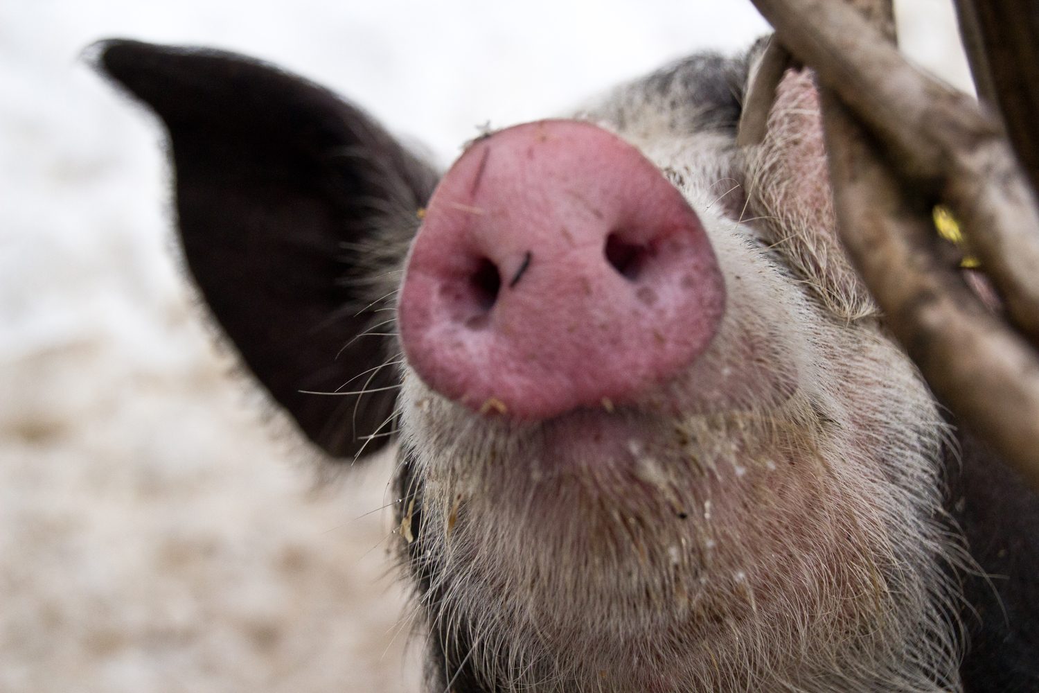 pigs nose