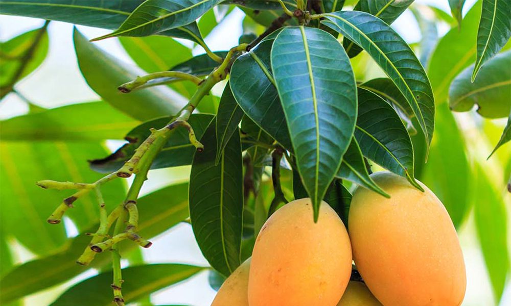 Tender Mango Leaves for Diabetes - Complete Health News