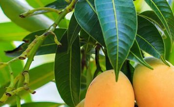 Mango Leaves For Diabetes