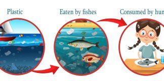 Study Claims That We Consume Plastics with Seafood