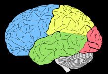 How Brain Records Time and Place