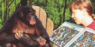 Should-Humans-Learn-from-Chimps-on-Healthy-Aging