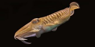 Giant Squid’s Nerve Help To Unlock The Mysteries Of The Brain