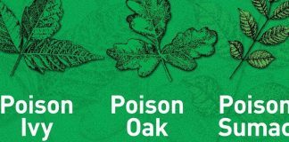 Spot Poison Ivy, Oak, And Sumac To Camp Safely