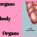 Vestigial Anomalies Of Human Body| Useless Body Organs