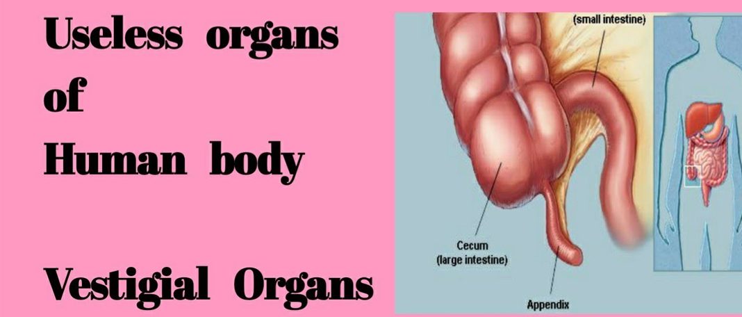 Vestigial Anomalies Of Human Body| Useless Body Organs