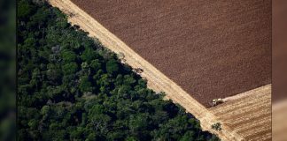 Brazil’s Amazon Deforestation Climbed To 22%