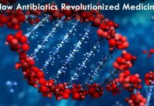 How Antibiotics Revolutionized Medicine In 4 Ways?
