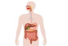 The Science Behind The Human Digestive System