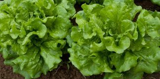 Numerous Healthy Advantages Of Eating Lettuce