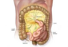 What Is Mesentery?
