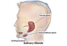 Everything You Need To Know About Salivary Gland And Its Disorders