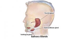 Everything You Need To Know About Salivary Gland And Its Disorders