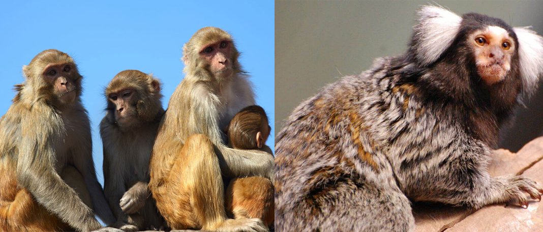 Shortage of monkeys for research