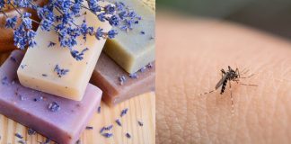 Flowery soaps might make humans attractive to mosquitoes.