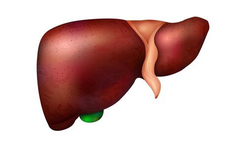 Support for Liver Health: