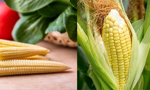 Baby Corn vs. Regular Corn