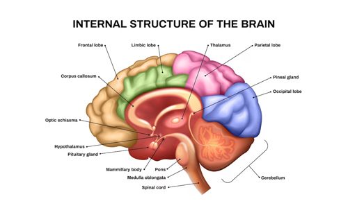 The Structure of the Brain